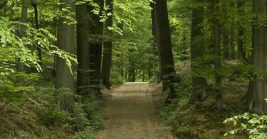 Forêt de Soignes à Bruxelles