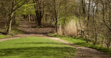 Bois du Laerbeek à Bruxelles